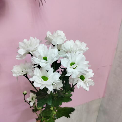 review-photo-before