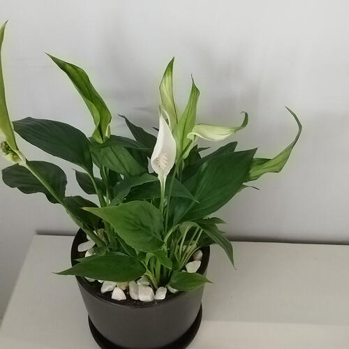 review-photo-before
