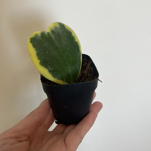 review-photo-before