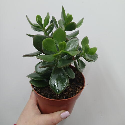 review-photo-before