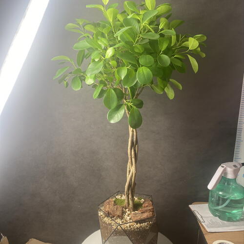review-photo-before