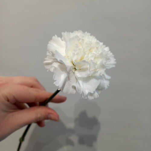 review-photo-before