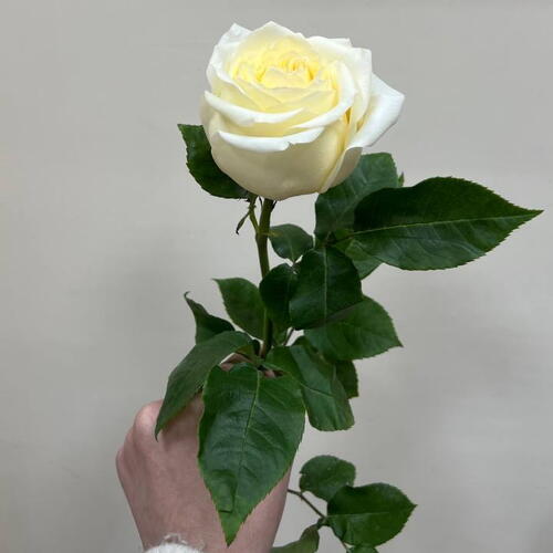 review-photo-before
