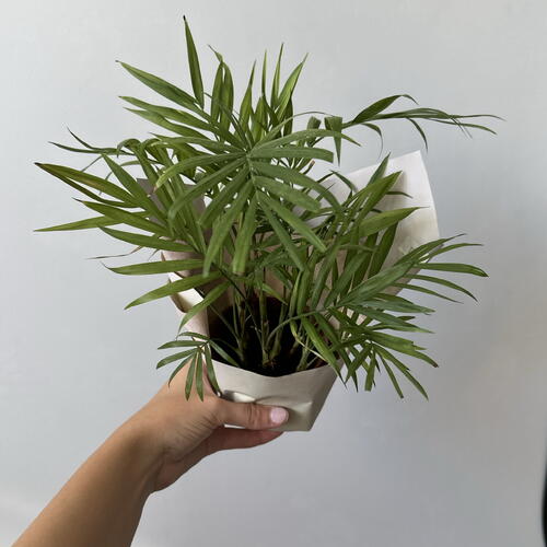 review-photo-before