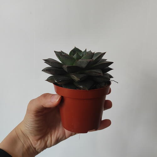 review-photo-before