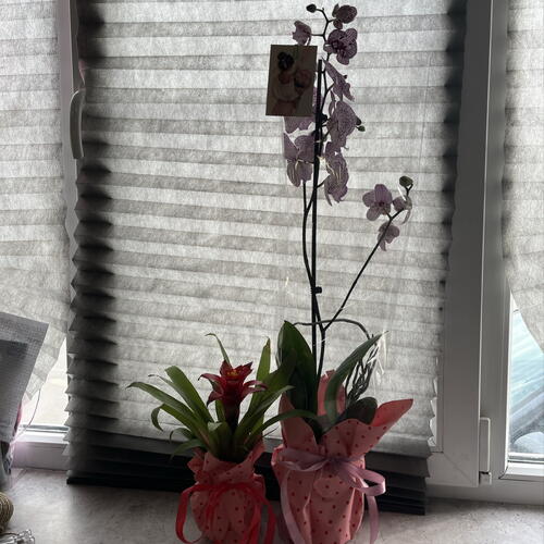 review-photo-before