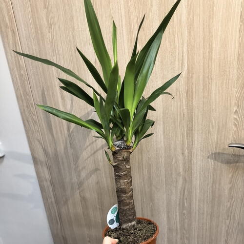 review-photo-before