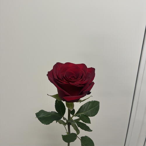 review-photo-before