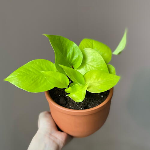 review-photo-before
