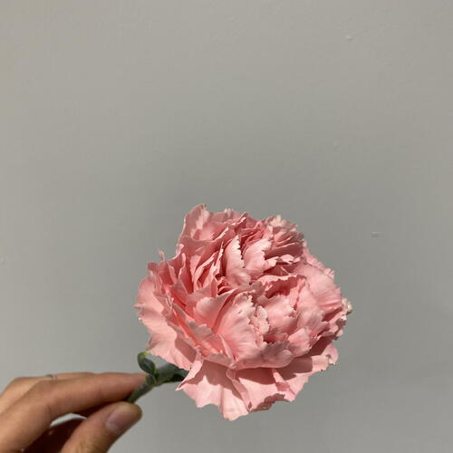 review-photo-before