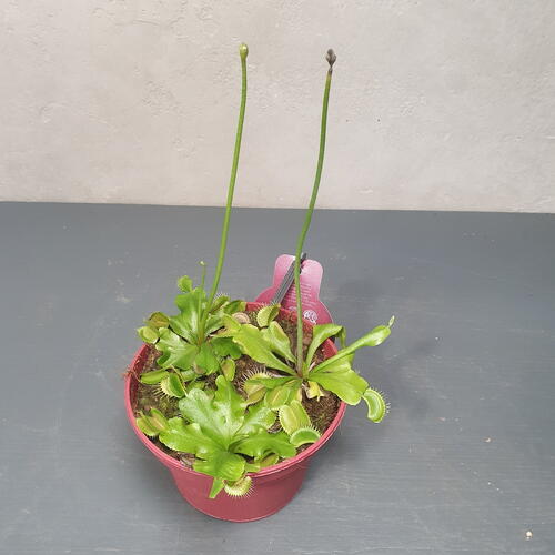 review-photo-before