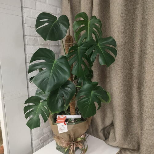 review-photo-before