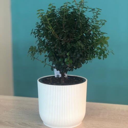 review-photo-before