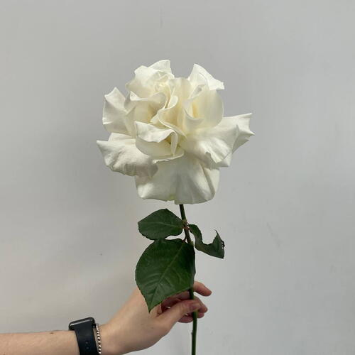 review-photo-before