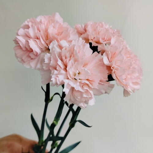 review-photo-before