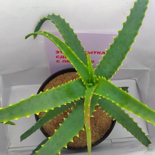 review-photo-before