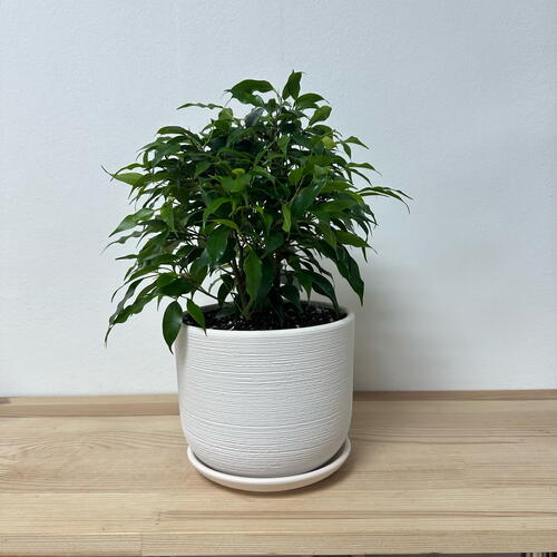 review-photo-before