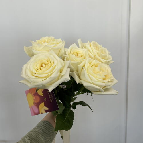 review-photo-before