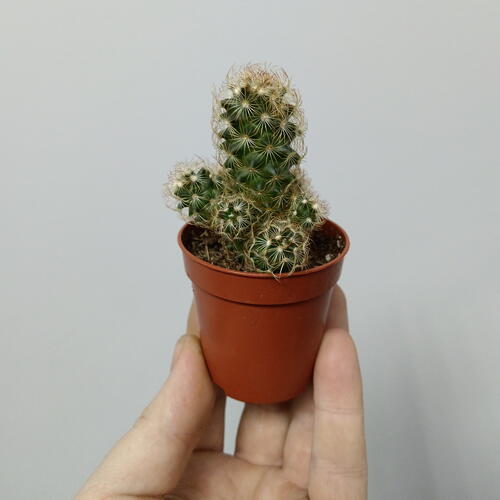review-photo-before