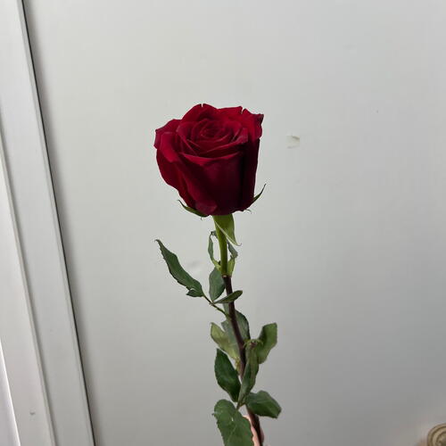 review-photo-before