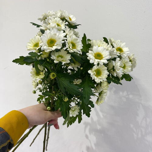 review-photo-before