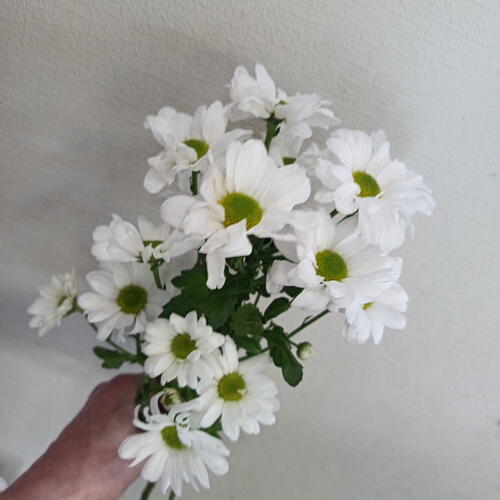review-photo-before