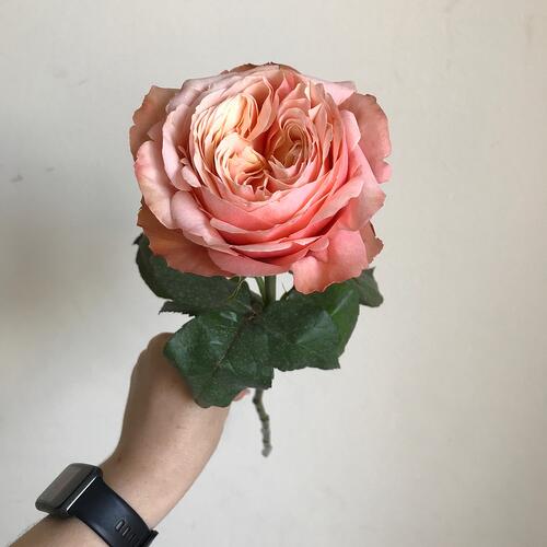 review-photo-before