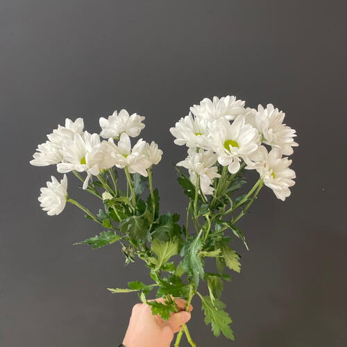 review-photo-before
