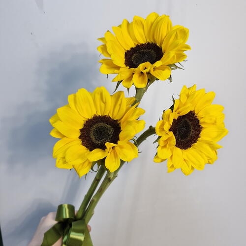 review-photo-before