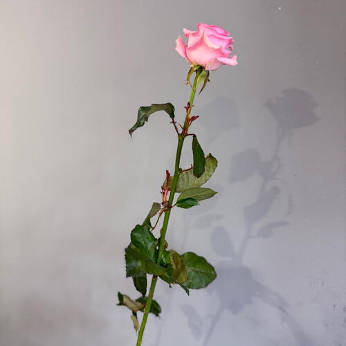 review-photo-before