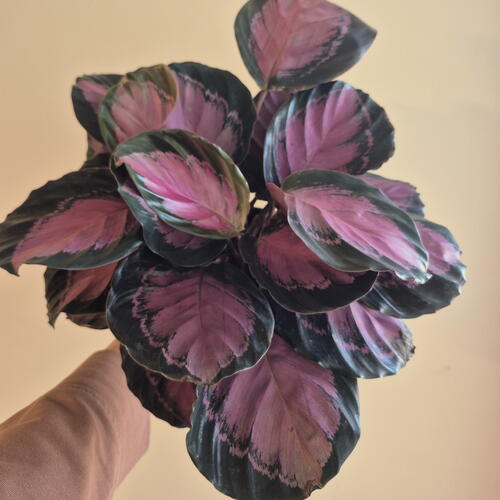 review-photo-before