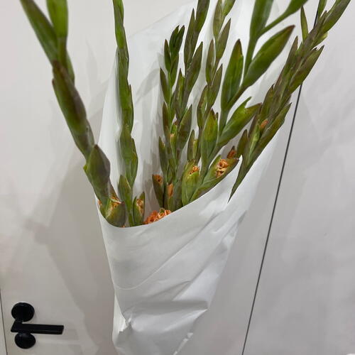 review-photo-before