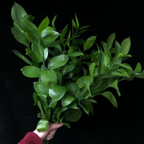 review-photo-before