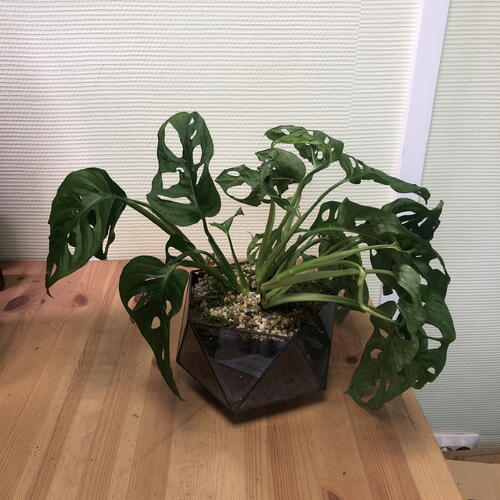review-photo-before