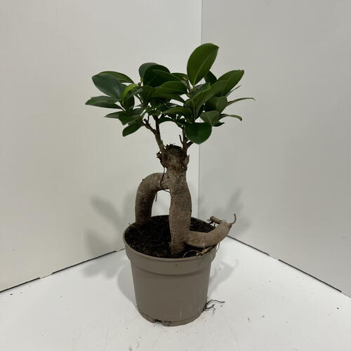 review-photo-before