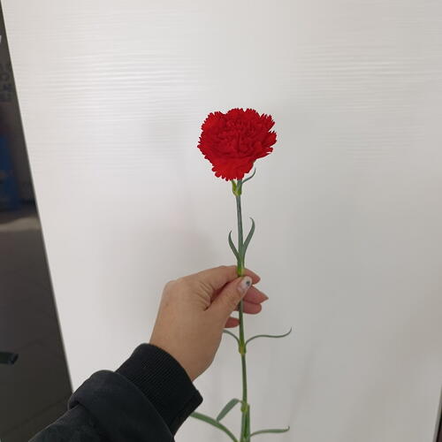 review-photo-before