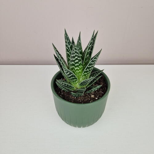 review-photo-before