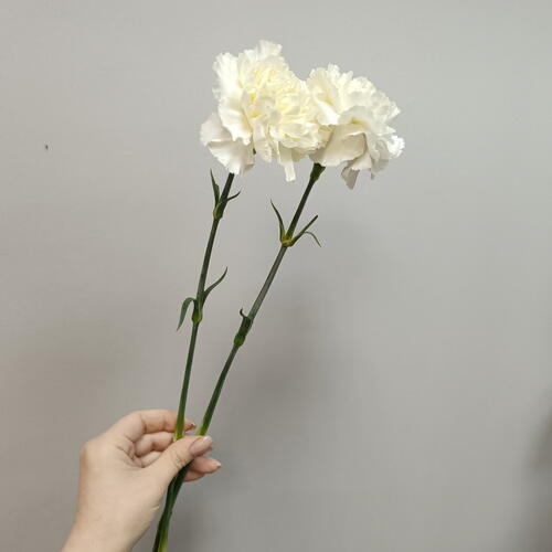 review-photo-before