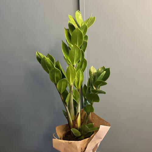 review-photo-before