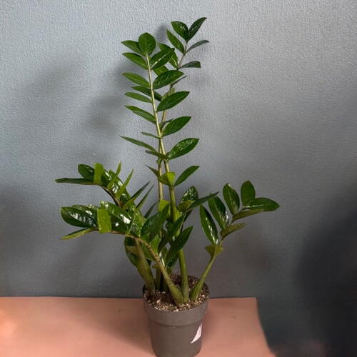 review-photo-before