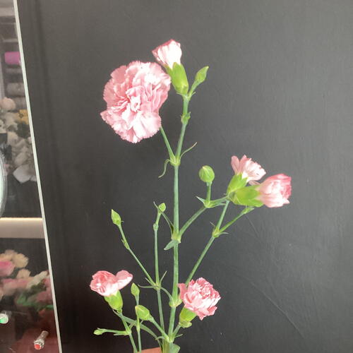 review-photo-before