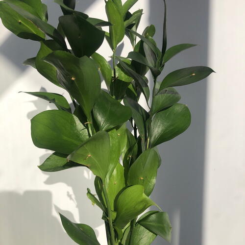 review-photo-before