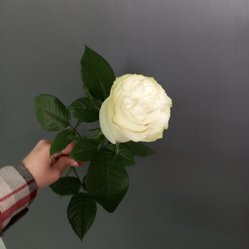 review-photo-before