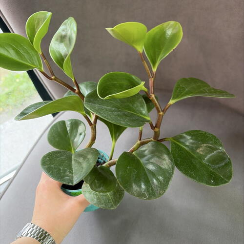 review-photo-before