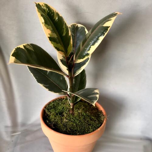 review-photo-before
