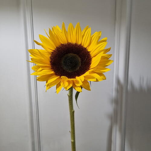 review-photo-before