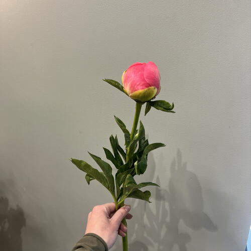 review-photo-before