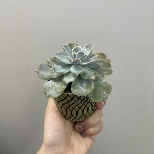 review-photo-before