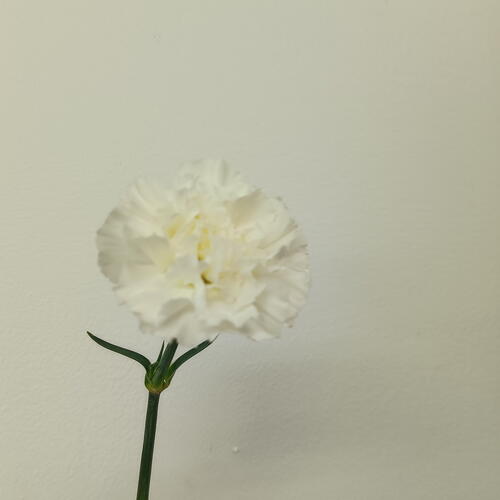 review-photo-before