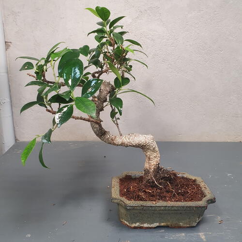 review-photo-before